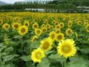 2011夏日繽紛北海道_美瑛富良野Flowerland